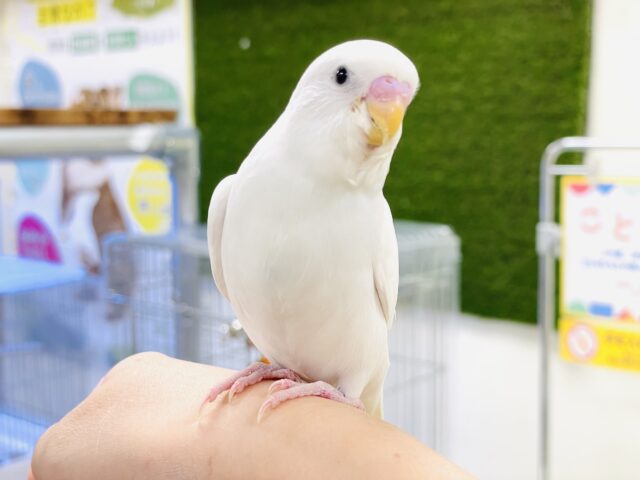 セキセイインコ