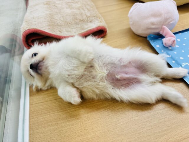 チワペキ（ペキチー、ペキチワ）