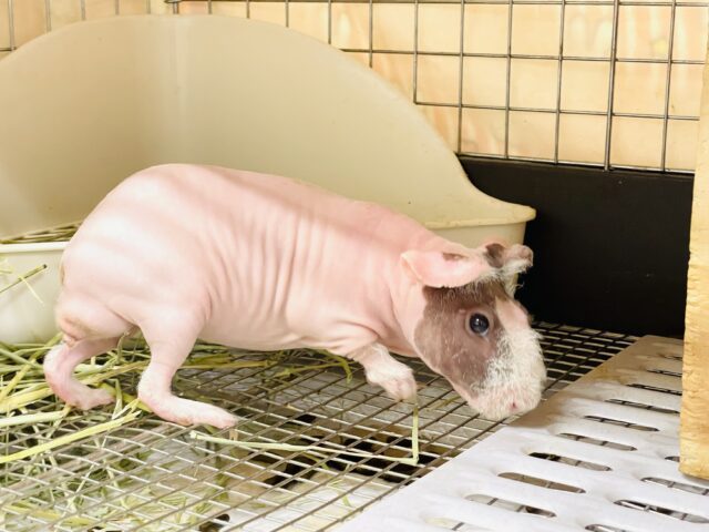 スキニーギニアピッグ