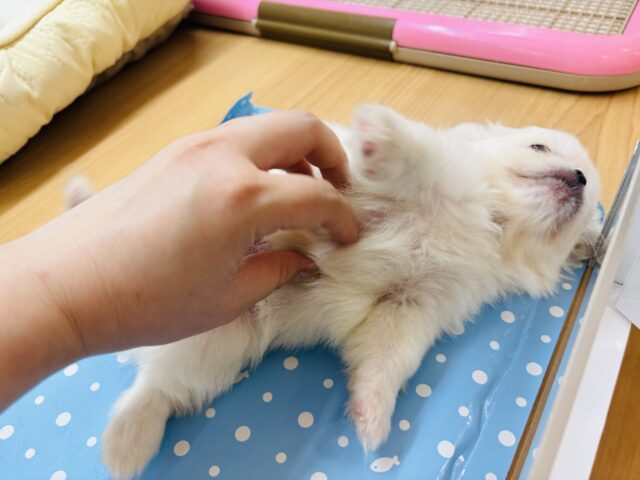 チワペキ（ペキチー、ペキチワ）