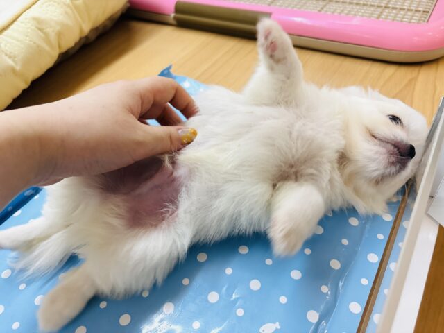 チワペキ（ペキチー、ペキチワ）