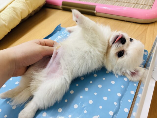 チワペキ（ペキチー、ペキチワ）