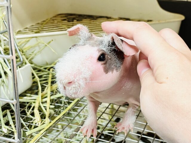 スキニーギニアピッグ