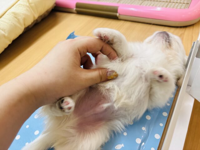 チワペキ（ペキチー、ペキチワ）