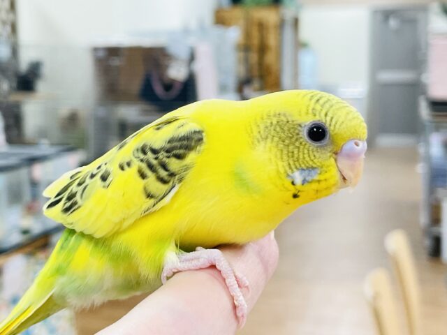 セキセイインコ