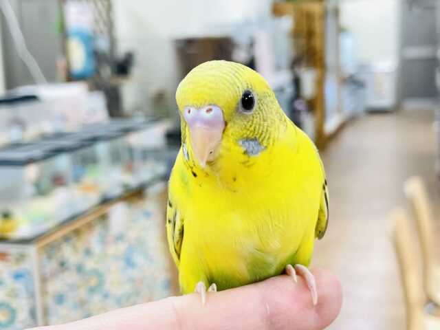 セキセイインコ