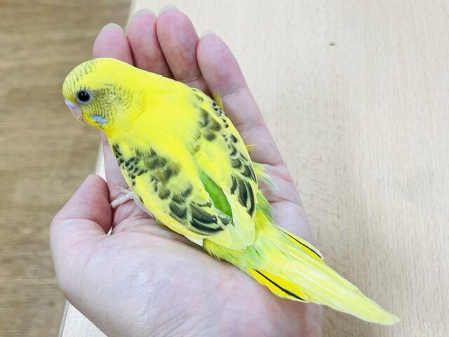 セキセイインコ