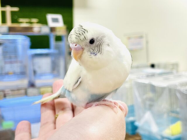 【最新画像】淡ーい優しいカラーのセキセイインコちゃん❣️(クリームハルクイン)(ヒナ)