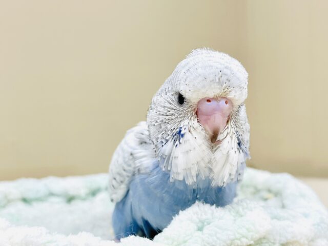 ジャンボセキセイインコ