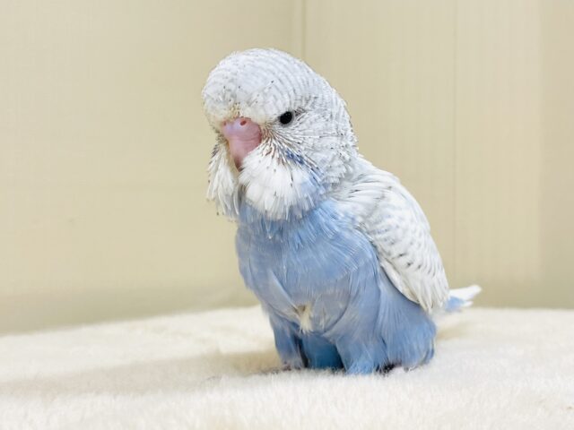 ジャンボセキセイインコ