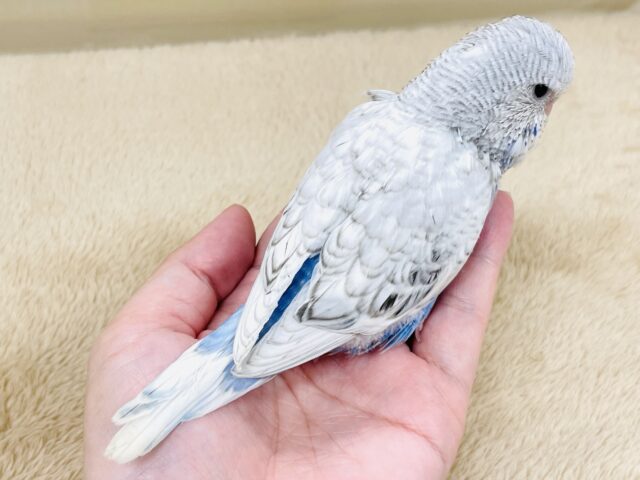 ジャンボセキセイインコ