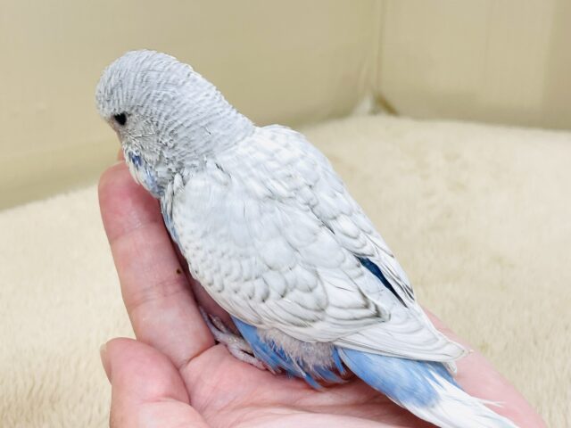 ジャンボセキセイインコ