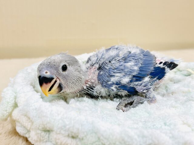 コザクラインコ（小桜インコ）