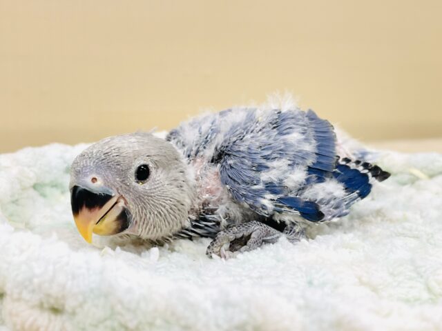 コザクラインコ（小桜インコ）