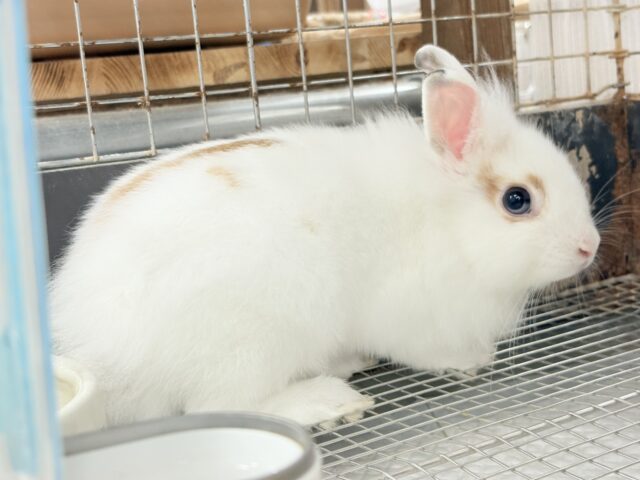 ライオンラビット