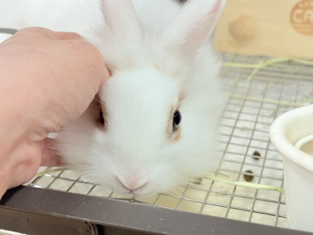 ライオンラビット