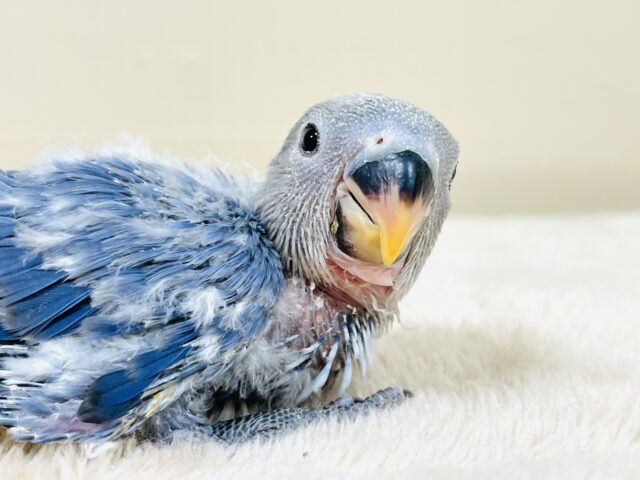 コザクラインコ（小桜インコ）