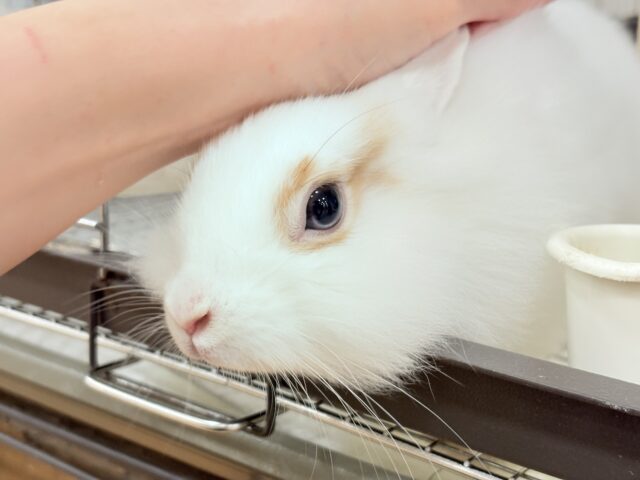 ライオンラビット