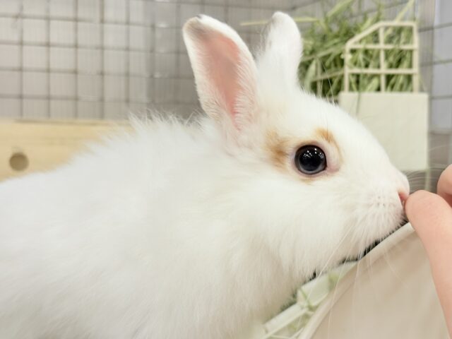 ライオンラビット