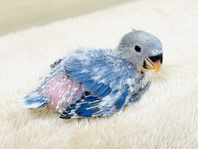 コザクラインコ（小桜インコ）