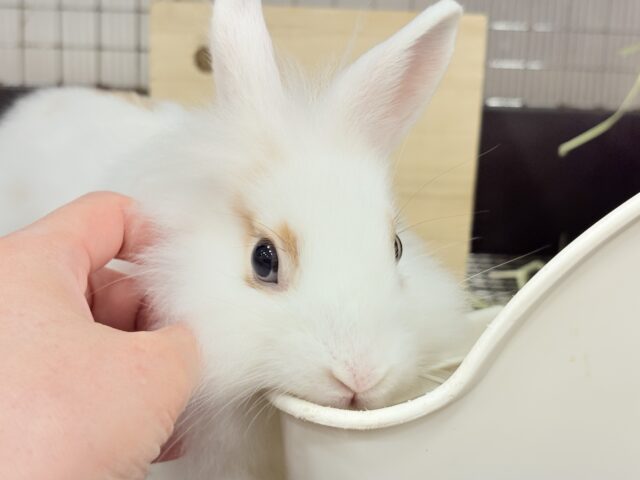 ライオンラビット