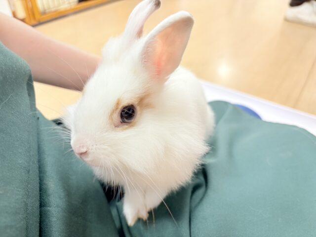 ライオンラビット