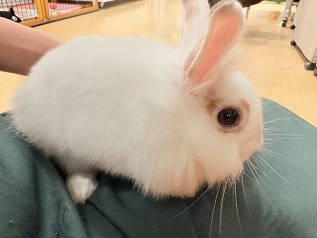 ライオンラビット