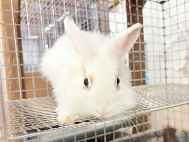 ライオンラビット