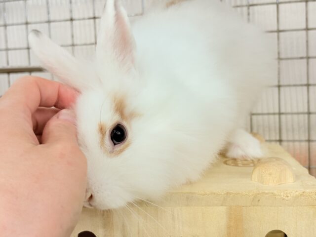 ライオンラビット