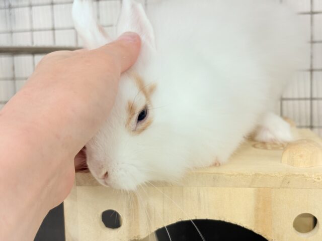 ライオンラビット