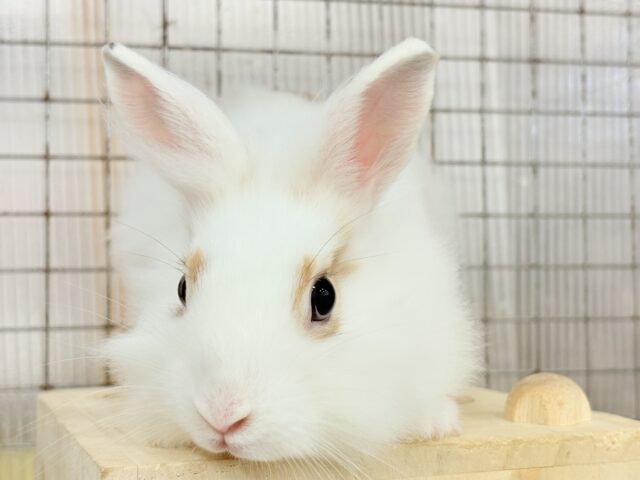 ライオンラビット