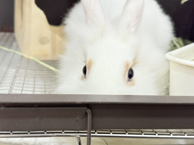 ライオンラビット