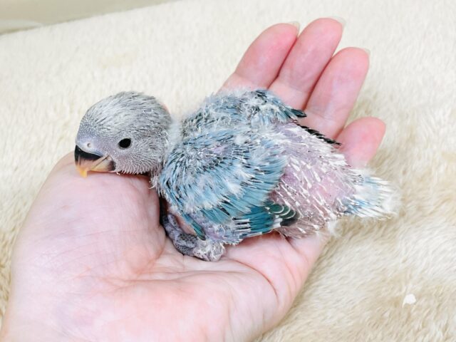 コザクラインコ（小桜インコ）