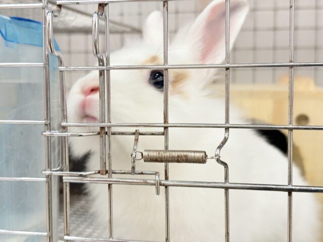 ライオンラビット