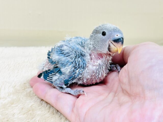 コザクラインコ（小桜インコ）