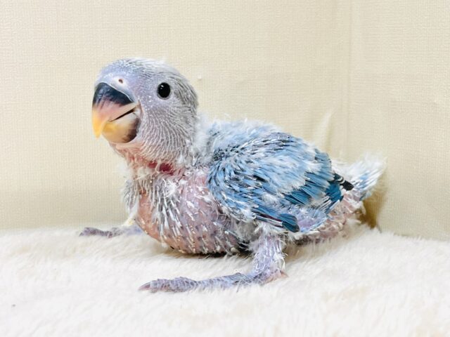 コザクラインコ（小桜インコ）