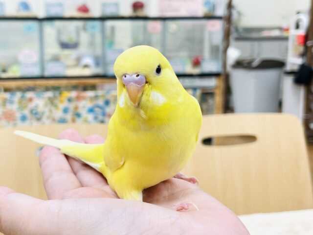 ジャンボセキセイインコ