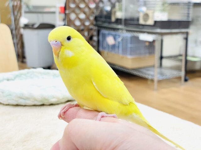 ジャンボセキセイインコ