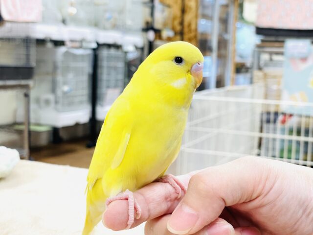 ジャンボセキセイインコ