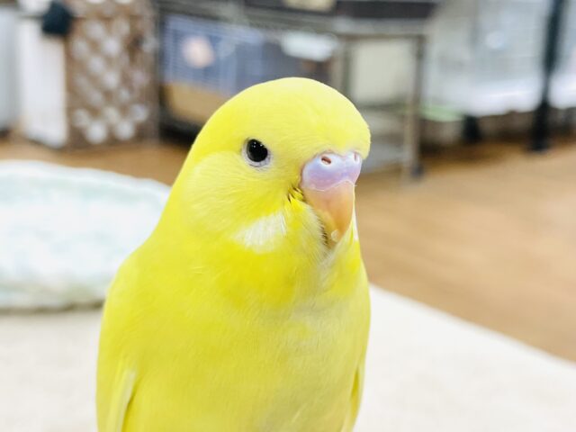 ジャンボセキセイインコ