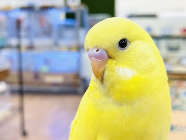 ジャンボセキセイインコ