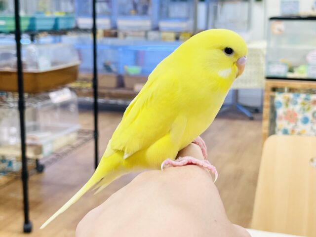 ジャンボセキセイインコ