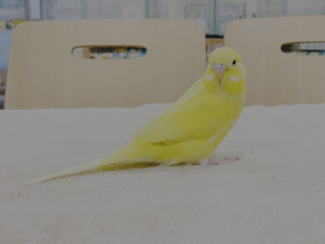 ジャンボセキセイインコ