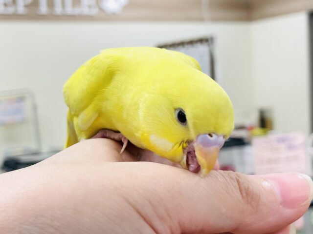 ジャンボセキセイインコ