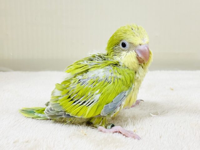 オキナインコ