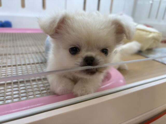 チワペキ（ペキチー、ペキチワ）