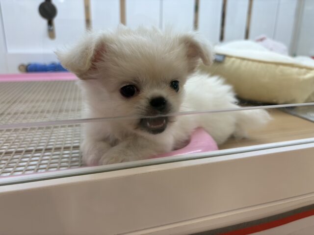 チワペキ（ペキチー、ペキチワ）