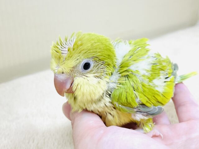 オキナインコ