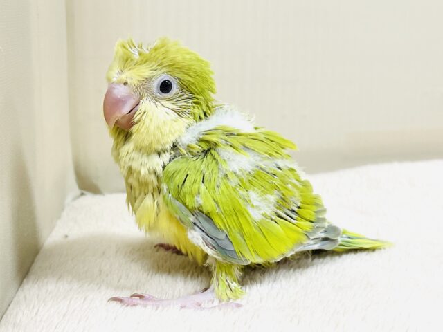 オキナインコ