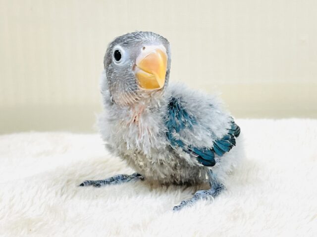 ブルーボタンインコ